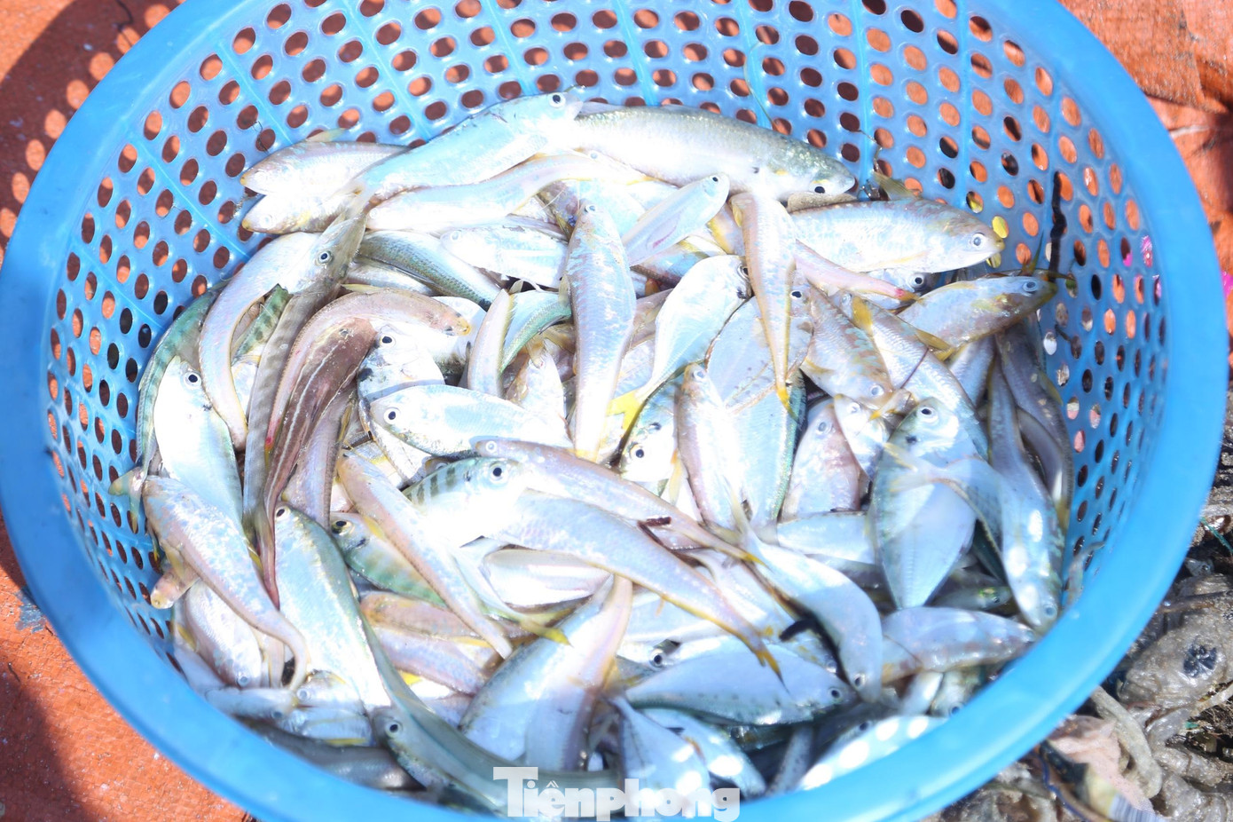 Sau khi cá được thu hoạch, được bán ngay cho tiểu thương hoặc các khách du lịch. Nếu xúc ngang cả to lẫn nhỏ có giá bán 30.000 đồng/kg, các thương lái muốn lựa riêng cá to sẽ có giá 100.000 đồng/mỗi mẻ. Sau khi cá được thu hoạch, được bán ngay cho tiểu thương hoặc các khách du lịch. Nếu xúc ngang cả to lẫn nhỏ có giá bán 30.000 đồng/kg, các thương lái muốn lựa riêng cá to sẽ có giá 100.000 đồng/mỗi mẻ.