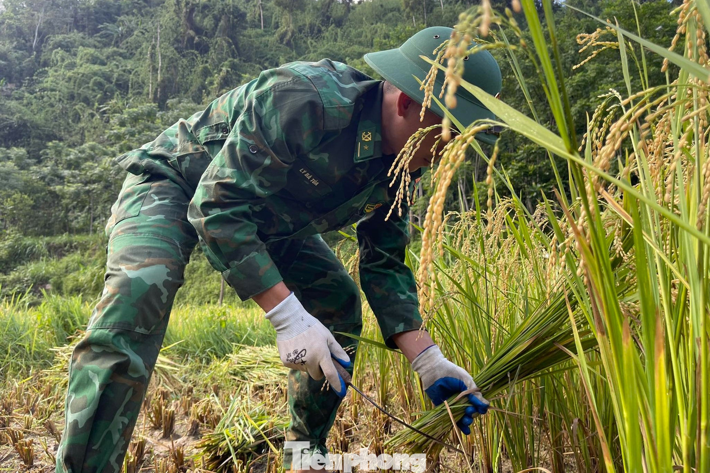 Hầu hết các công đoạn gặt lúa đều thủ công bằng tay.