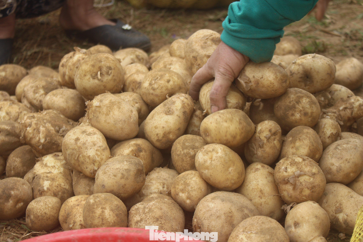 Khoai tây là cây trồng gối vụ, được lựa chọn để trồng vào vụ đông nhưng thu hoạch rải đều từ vụ đông sang vụ xuân. Mùa thu hoạch này, khoai tây đạt năng suất cao từ 1-1,5 tấn/sào. Với giá bán 7.000 đồng/kg, sau khi trừ đi chi phí, mỗi sào khoai tây cho thu nhập khoảng 5-7 triệu đồng.