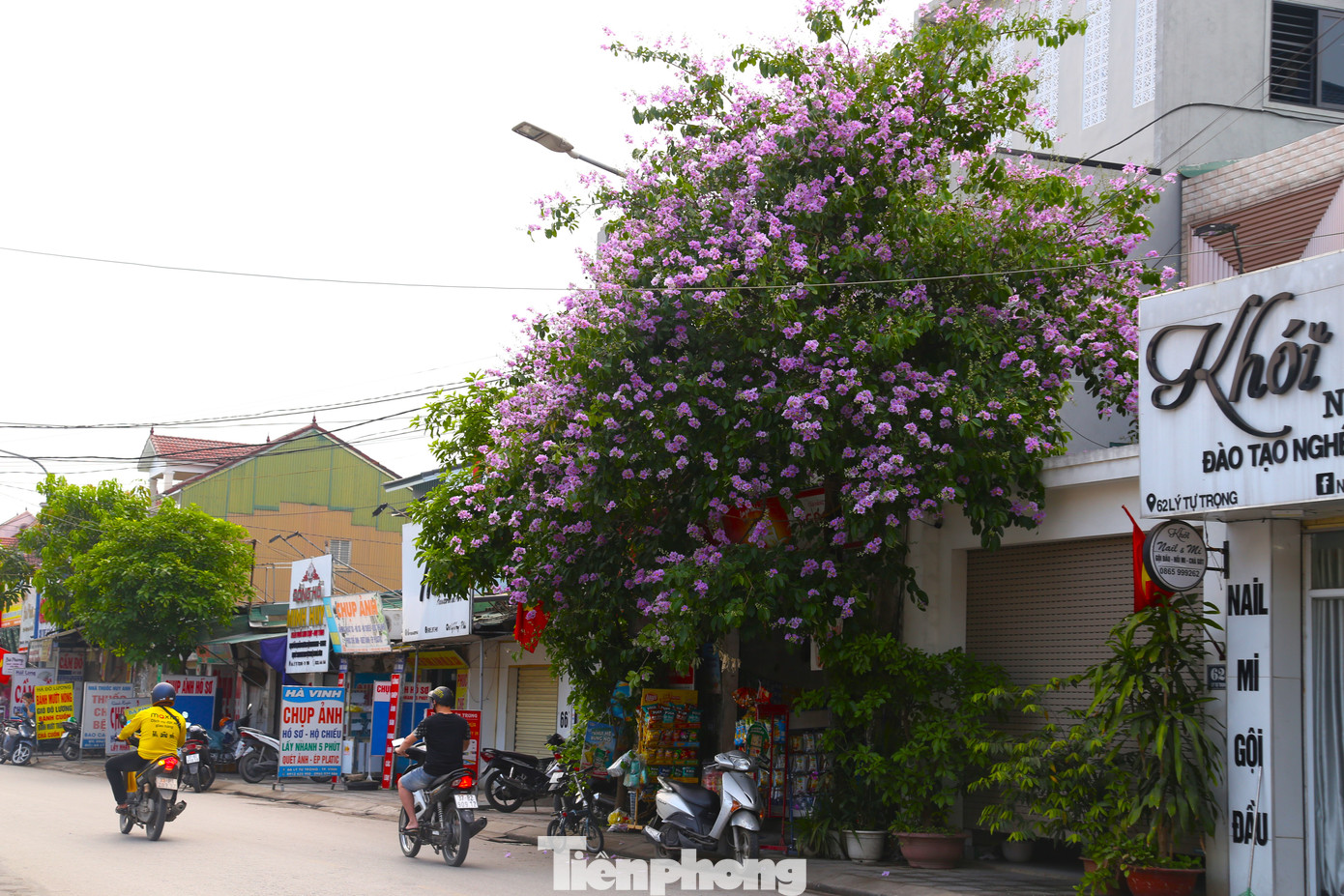 Bằng lăng xuất hiện ở nhiều tuyến phố khác ở thành phố Vinh như Lê Mao kéo dài, Trần Phú, Lý Tự Trọng, Hà Huy Tập,…