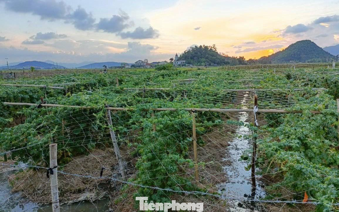 Một lượng lớn diện tích mướp đắng cũng đã đến kỳ thu hoạch nhưng đành "nằm ruộng" vì không có người mua