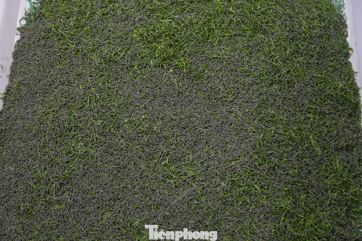 Giống tằm đưa vào nuôi được hợp tác xã nhập khẩu từ nước ngoài. Đây là giống tằm trắng, có khả năng chống chịu được khí hậu khắc nghiệt ở Nghệ An, cho chất lượng tơ tốt.