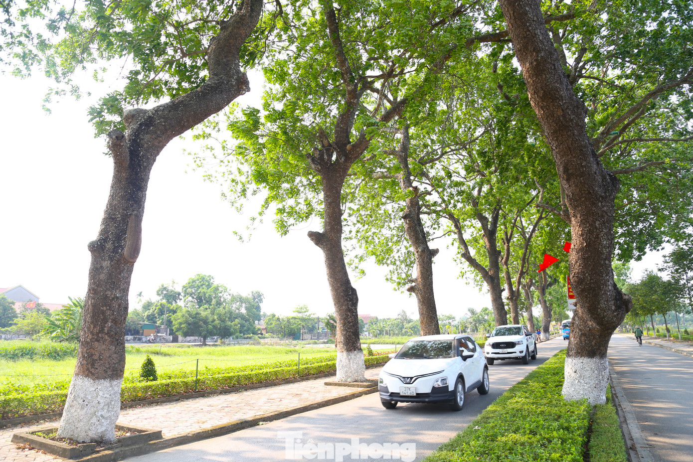 Từ lâu, hàng cây xà cừ đã trở thành một biểu tượng đẹp ở quê hương Người.