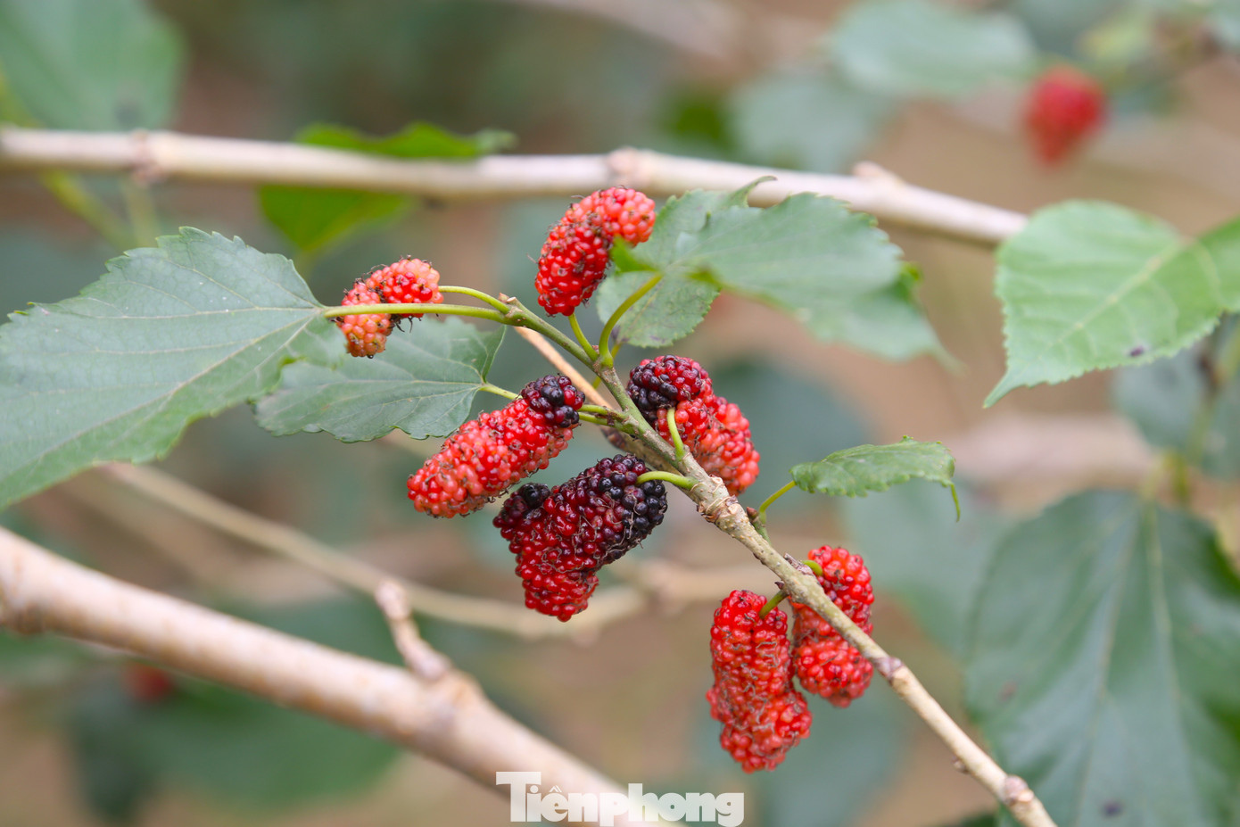 Dâu tằm vào vụ thu hoạch chỉ trong một tháng, việc thu hái phải khẩn trương.