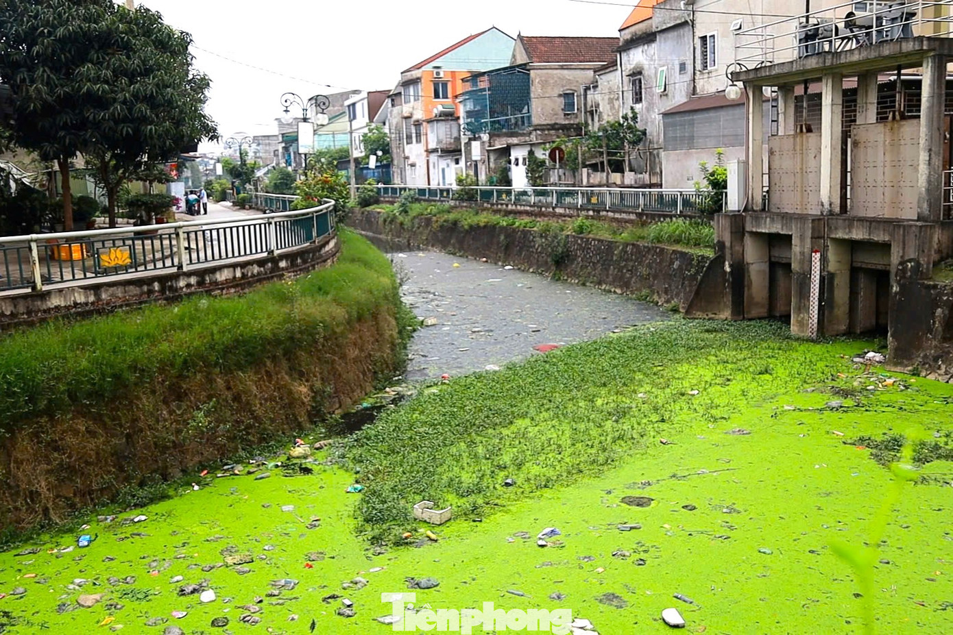 Rác thải tràn ngập ở kênh hào thành cổ Vinh.