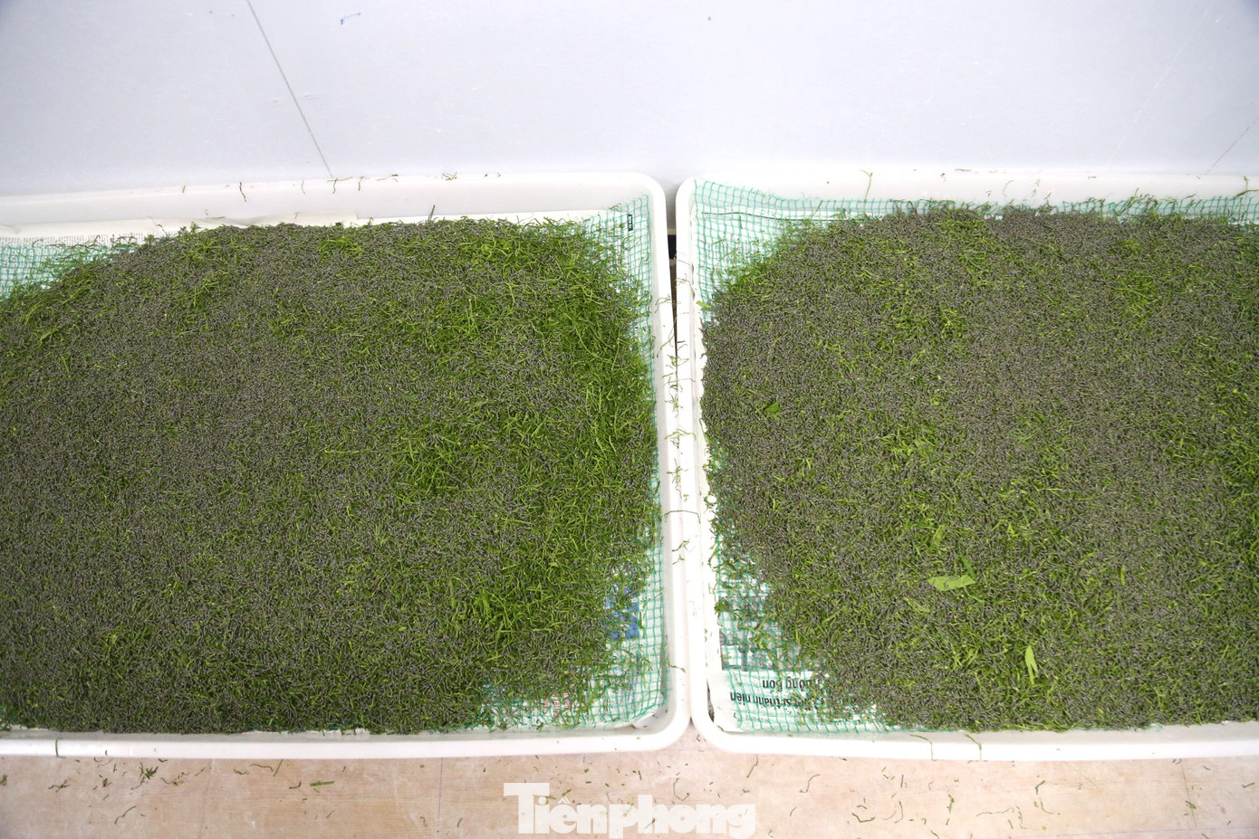 Ở đây, tằm được nuôi theo kỹ thuật mới. Tằm nhỏ được nuôi trong phòng điều hòa; tằm to được nuôi giữa sàn bê tông, không dùng nong như nuôi tằm truyền thống.