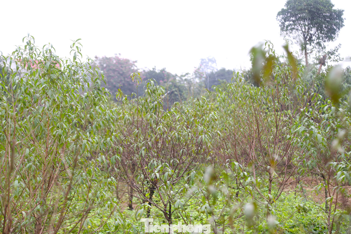 Xã Nghi Ân, TP Vinh, Nghệ An có hơn 300 hộ dân trồng đào, nhà ít thì chục gốc, nhà nhiều lên đến cả vài trăm gốc. Đào ở đây chủ yếu là đào phai. Trung bình mỗi năm xã cung cấp cho thị trường một vạn gốc đào phục vụ Tết.