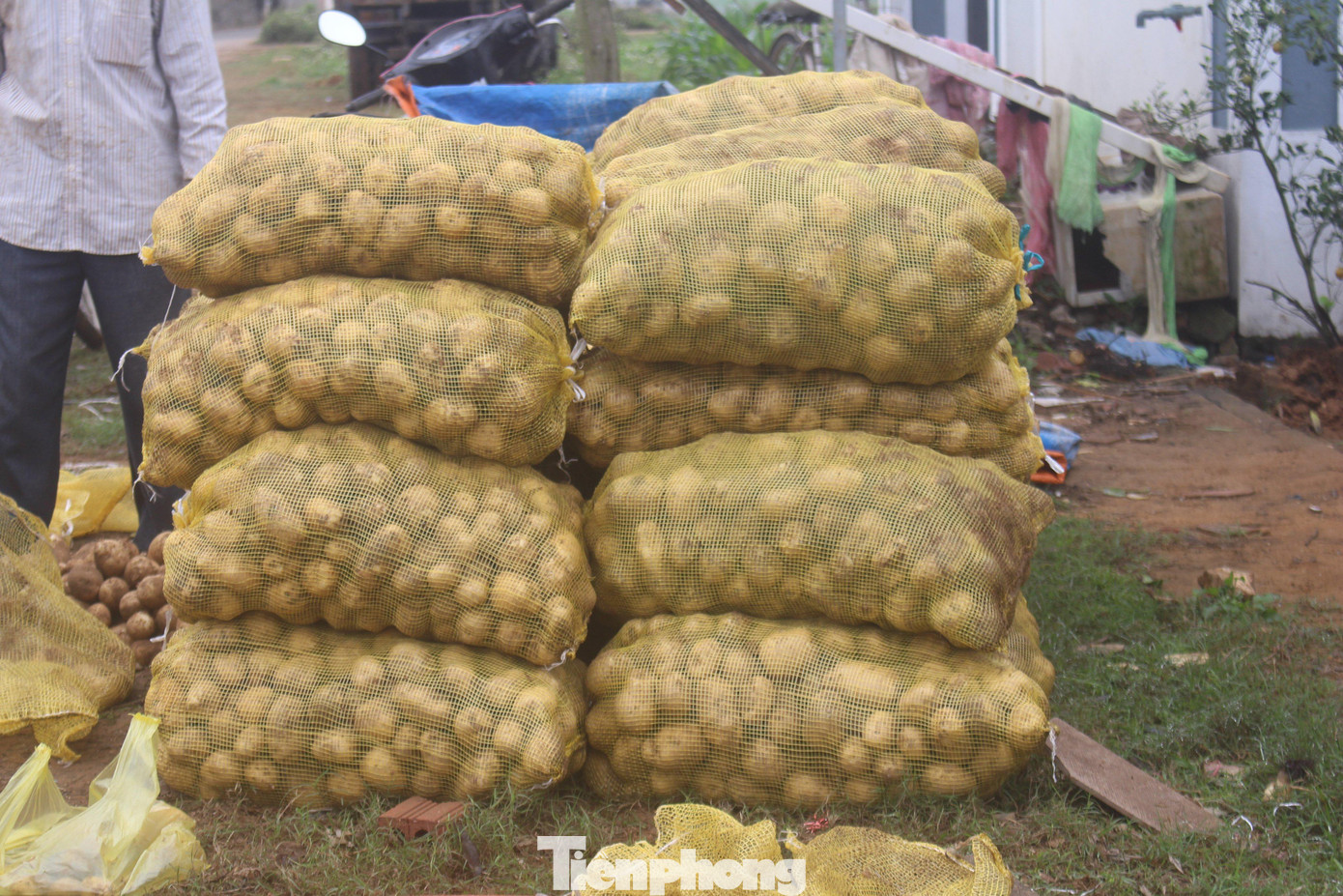 Theo ông Duyên, đây là năm thứ 2 địa phương trồng cây khoai tây theo dự án ký kết. Trung tâm Ứng dụng tiến bộ Khoa học và Công nghệ tỉnh Nghệ An là đơn vị tổ chức, Viện Sinh học Nông nghiệp (thuộc Học Viện Nông nghiệp Việt Nam) cung ứng giống, còn Công ty Orion Việt Nam bao tiêu toàn bộ sản phẩm.