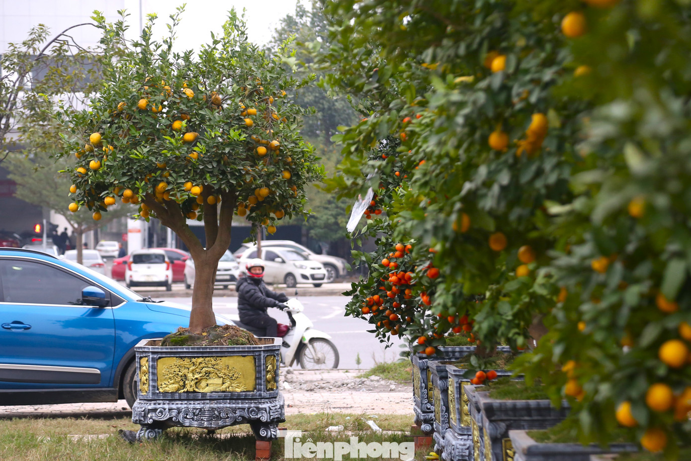 Những ngày này, những chuyến xe chở cây cảnh đổ về thành phố Vinh (Nghệ An), trong đó, chủ yếu là chanh vàng tứ quý, bưởi, quýt cảnh.