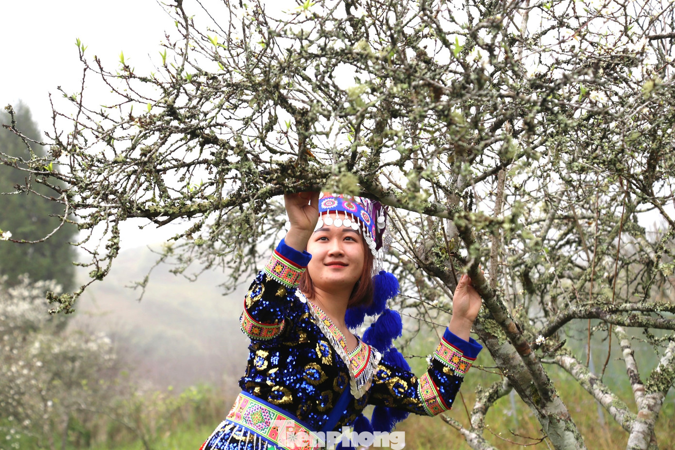 Sau mùa hoa mận, mùa thu hoạch, hái mận chín mọng vào tháng 5 cũng được nhiều du khách ngóng chờ.