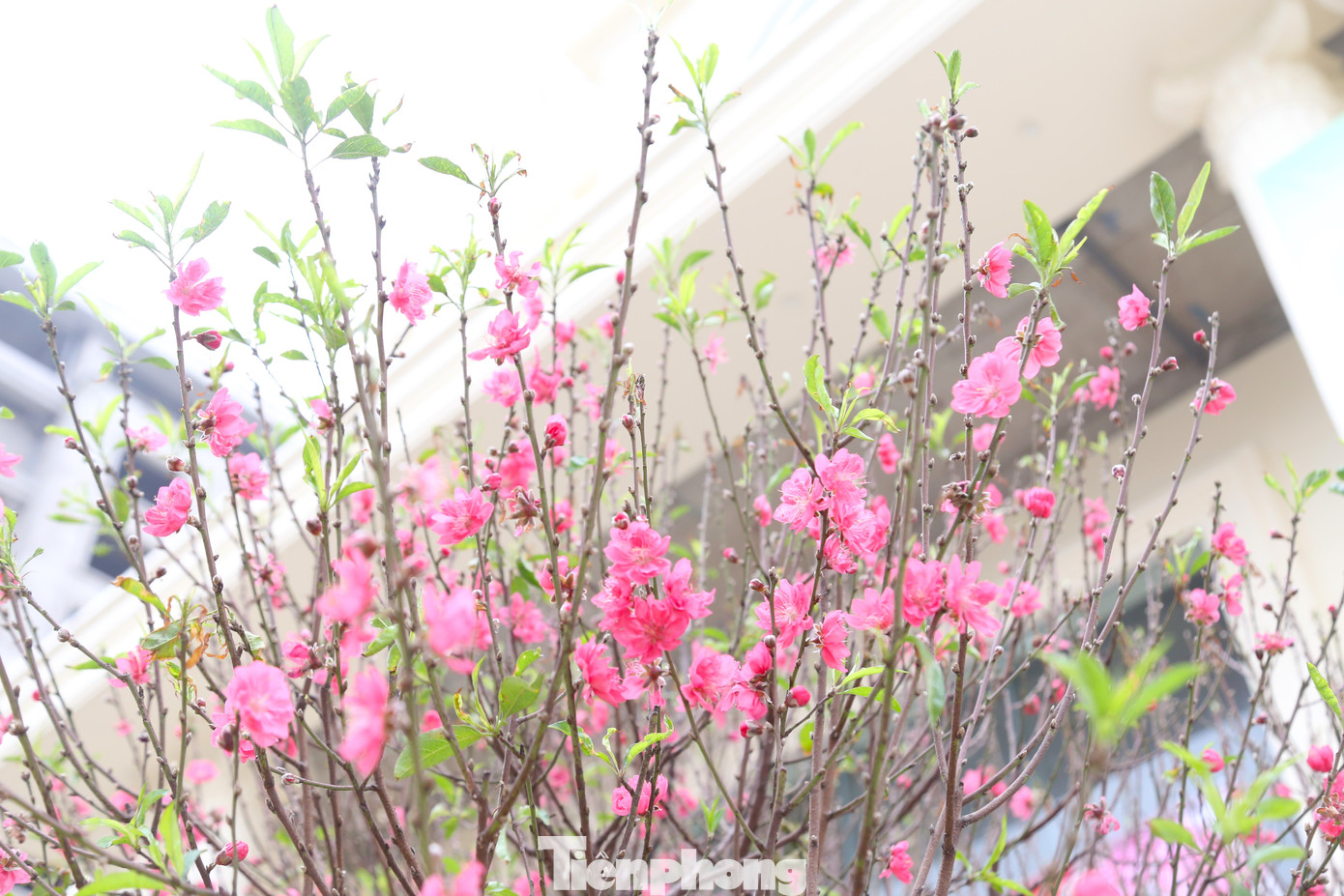 Cây đào có rất nhiều cành, hoa và chi chít nụ.