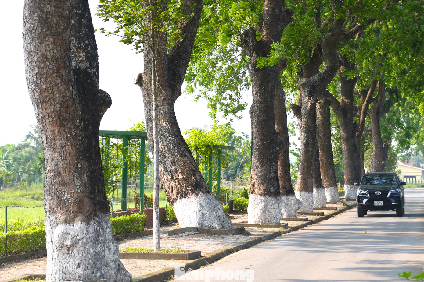 Rất nhiều cây cổ thụ có đường kính lớn hơn 1,5m, phải hai người ôm mới xuể, có những cây cao 20 - 30m