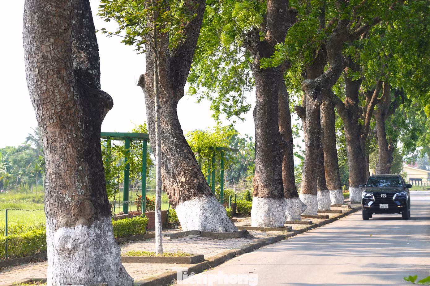 Rất nhiều cây cổ thụ có đường kính lớn hơn 1,5m, phải hai người ôm mới xuể, có những cây cao 20 - 30m
