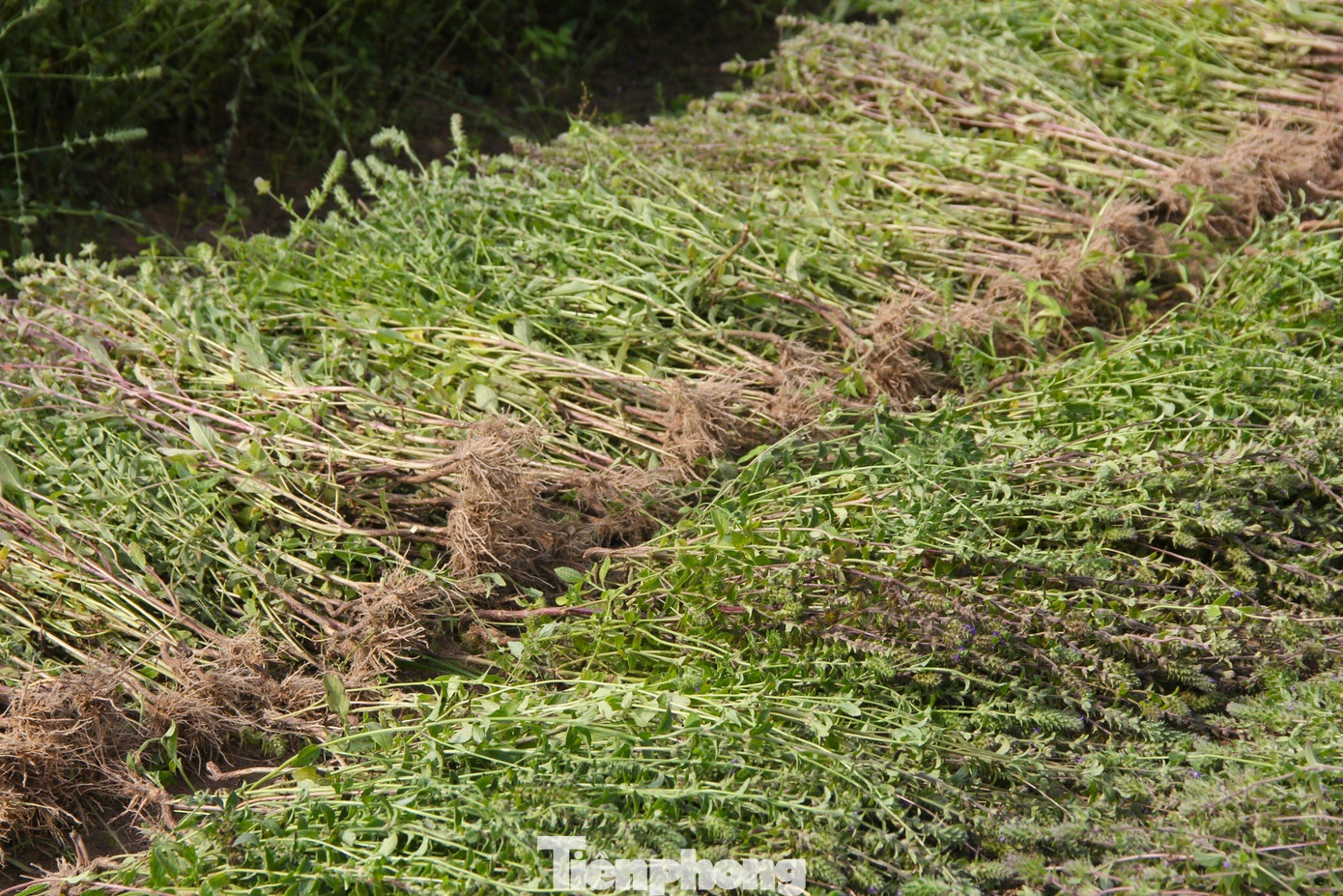 Cây nhân trần sau khi thu hoạch được thương lái thu mua, hoặc nhập cho các hiệu thuốc bắc, sử dụng để làm nước giải khát nên có bao nhiêu cũng bán hết.