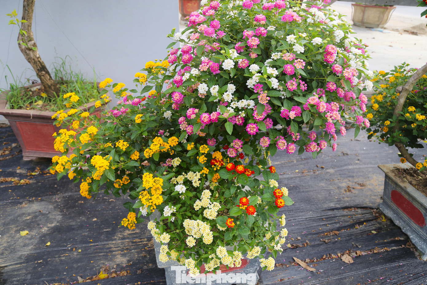 “Hoa dại” bung nở đầy sắc màu.