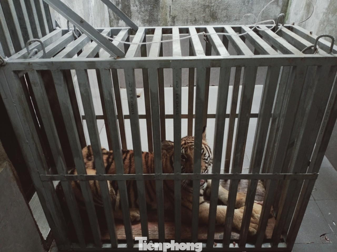 Hổ được cho vào lồng sắt để di chuyển vào Quảng Bình