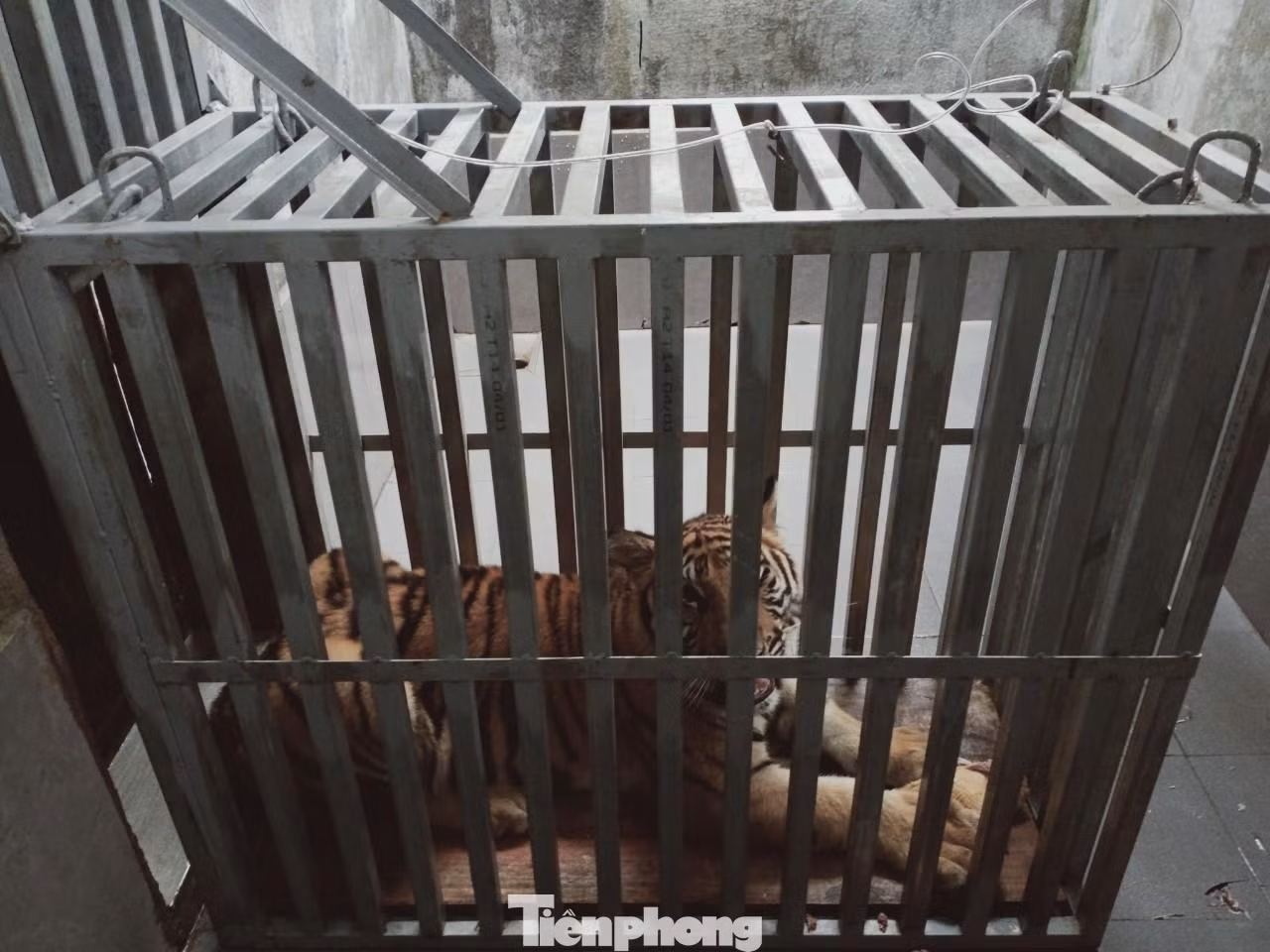Hổ được cho vào lồng sắt để di chuyển vào Quảng Bình Hổ được cho vào lồng sắt để di chuyển vào Quảng Bình