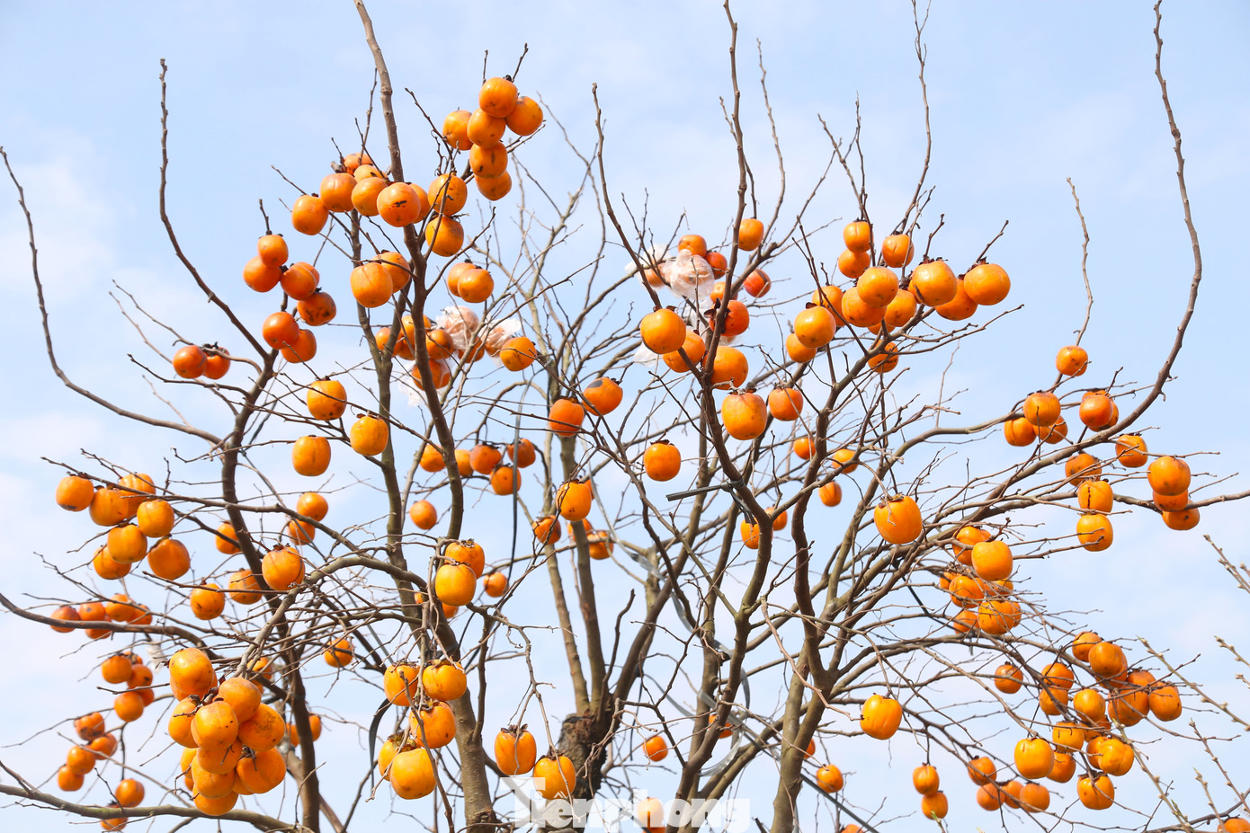 Trên nền trời xanh ngắt, những quả hồng màu đỏ cam càng thêm nổi bật. Trên nền trời xanh ngắt, những quả hồng màu đỏ cam càng thêm nổi bật.