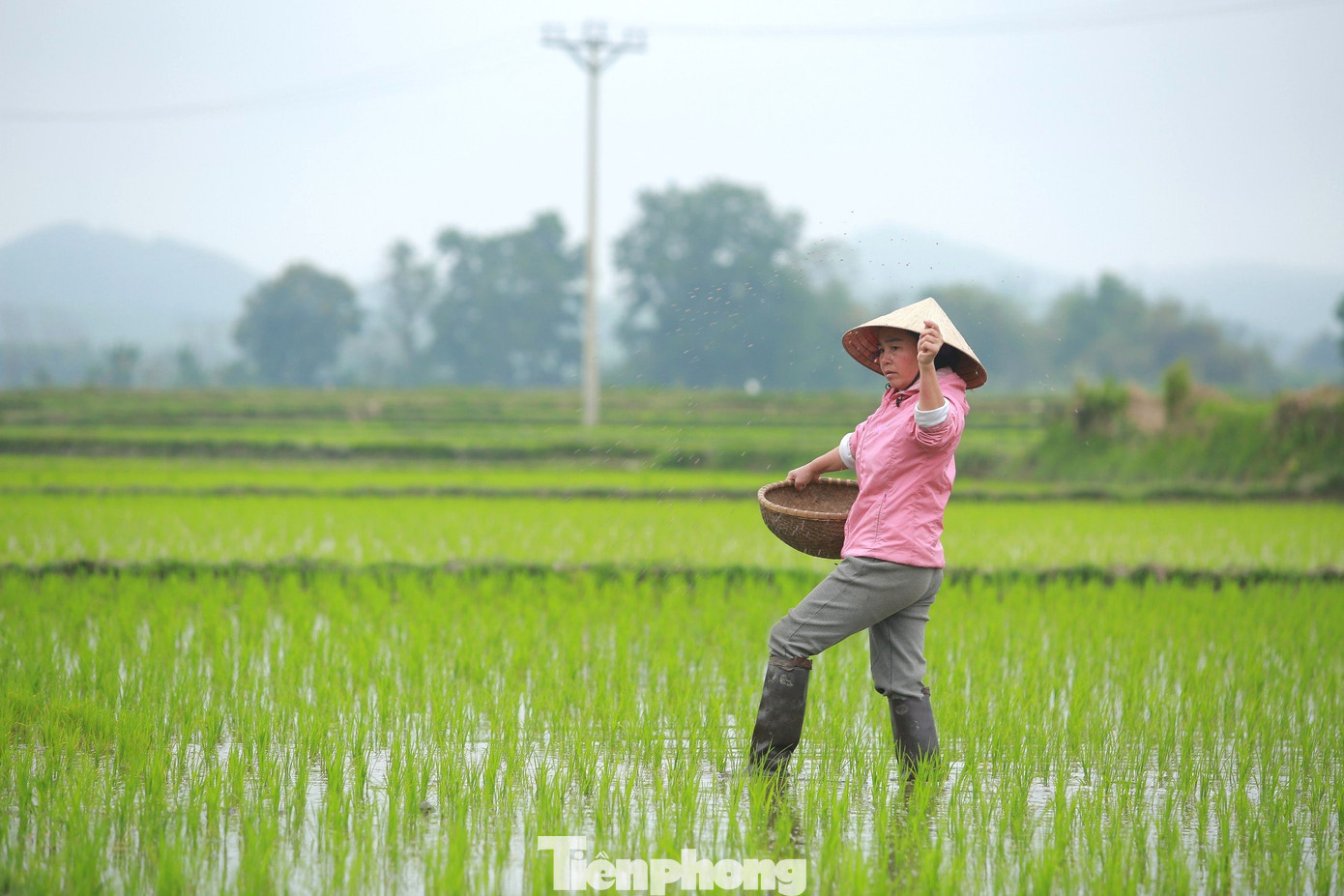 Theo bà con địa phương, ruộng đã cấy được khoảng 1-2 tuần, nhưng thời điểm này trời rét, lúa đang lên mầm bé, cây rất yếu nên phải ra kiểm tra đồng thường xuyên và thêm phân đạm cho lúa phát triển.