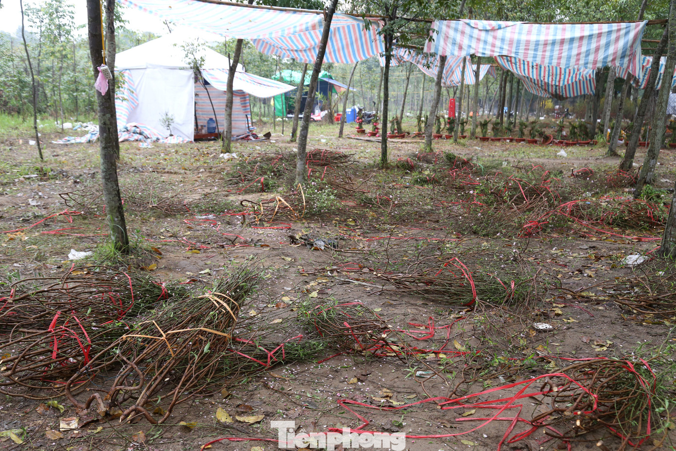 Tuy nhiên, có nhiều cành đào cũng bị vứt bỏ do xấu hỏng.