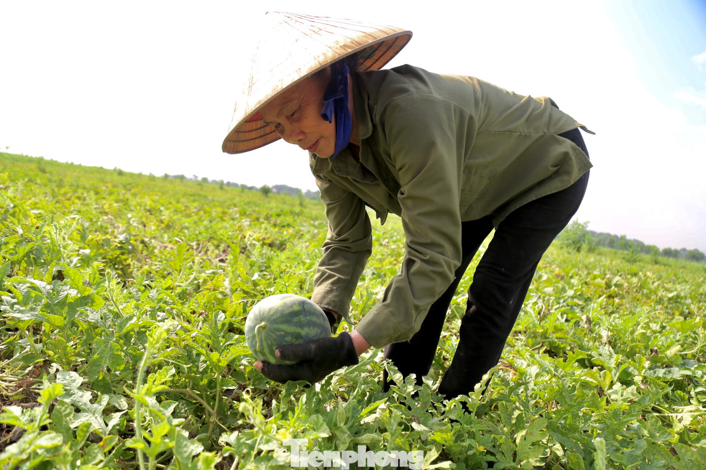 Bà Nguyễn Thị Loan (SN 1966, trú xóm Hợp Tân, xã Thượng Tân Lộc) cho biết, gia đình làm 1 mẫu dưa hấu xen canh dưa lê.