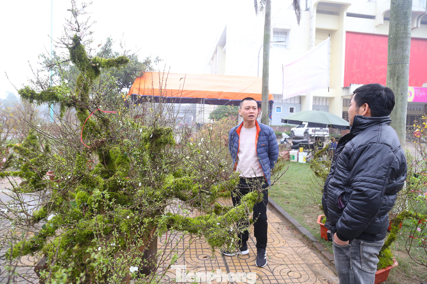 Anh Hoàng Quân (chủ một nhà vườn bán hoa, cây cảnh ở đường 72m, TP Vinh) cho hay, nhất chi mai hay còn gọi là mai trắng, là loài hoa thuộc bộ tứ quý “Tùng - Cúc - Trúc - Mai” vốn nổi tiếng trong dân gian và thi ca. Đây là loại mai chỉ nở một lần được người xưa đặt tên là nhất chi mai.