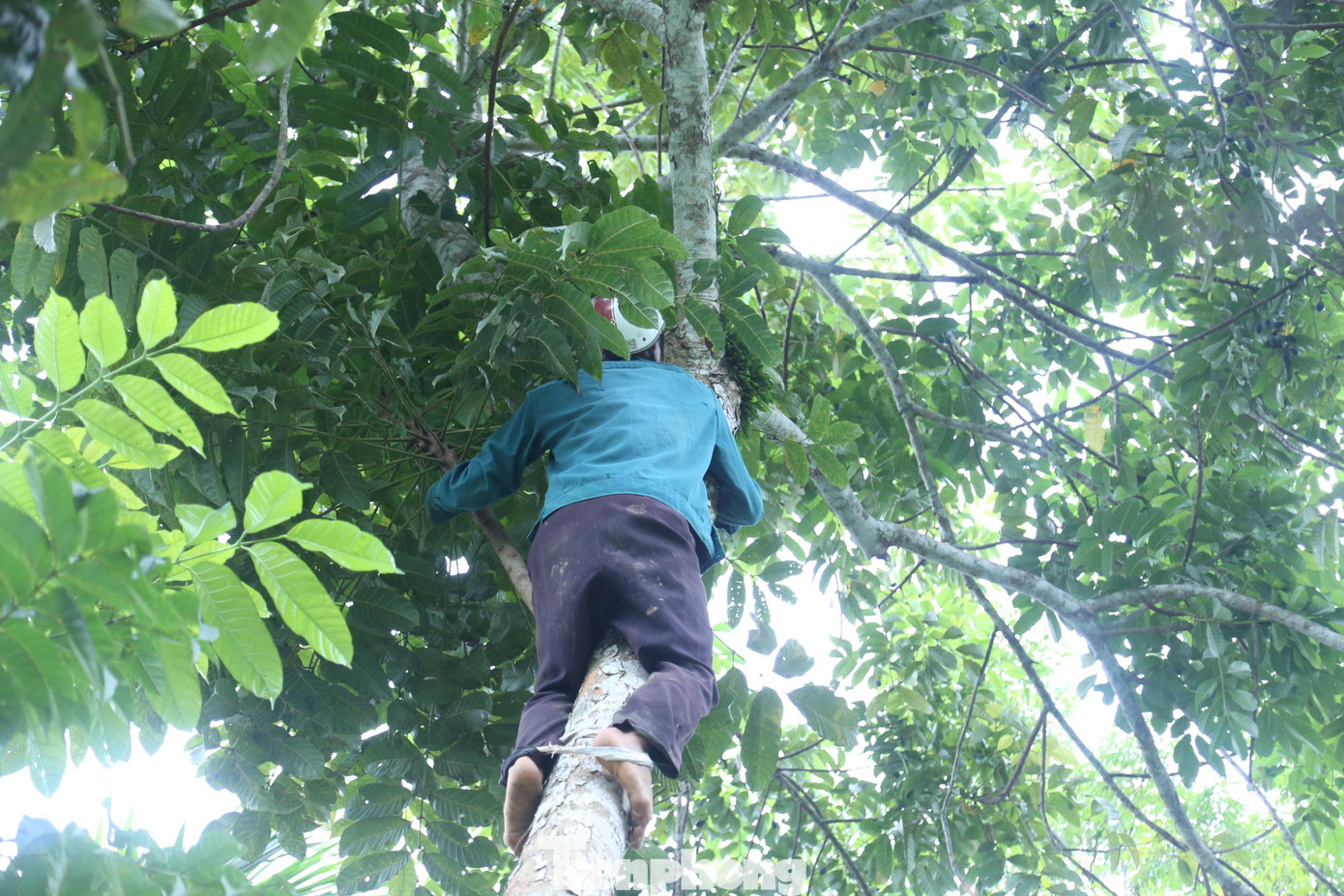 “Hái trám cần phải có kỹ thuật, trang bị đồ bảo hộ đề phòng rủi ro. Người thợ cũng cần phải có sức khỏe dẻo dai, bởi cây trám đa phần cây thân to, trái mọc nhiều ở các cành cây nhỏ nên rất khó để hái. Tiền công của người hái trám là 500.000 - 600.000 đồng/ngày, còn người nhặt trám là 200.000 - 250.000 đồng/ngày”, anh Năm cho hay.