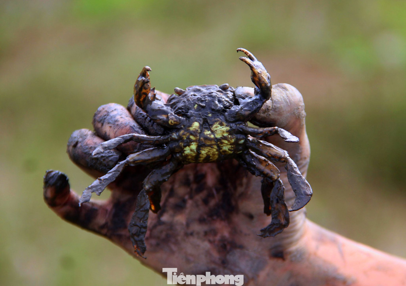 Cáy là một trong những đặc sản được thị trường rất ưa chuộng, có thể chế biến thành nhiều món ăn ngon. Cáy là một trong những đặc sản được thị trường rất ưa chuộng, có thể chế biến thành nhiều món ăn ngon.