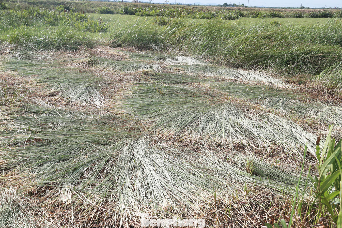 Cói sau khi được chẻ, sẽ đem phơi ít nhất 2 nắng ngoài ruộng để cho nhẹ và mềm sợi. Sau đó, cói được cột thành từng bó để đưa về nhà để tiếp tục phân loại, phơi khô một lần nữa trước khi nhập cho thương lái.