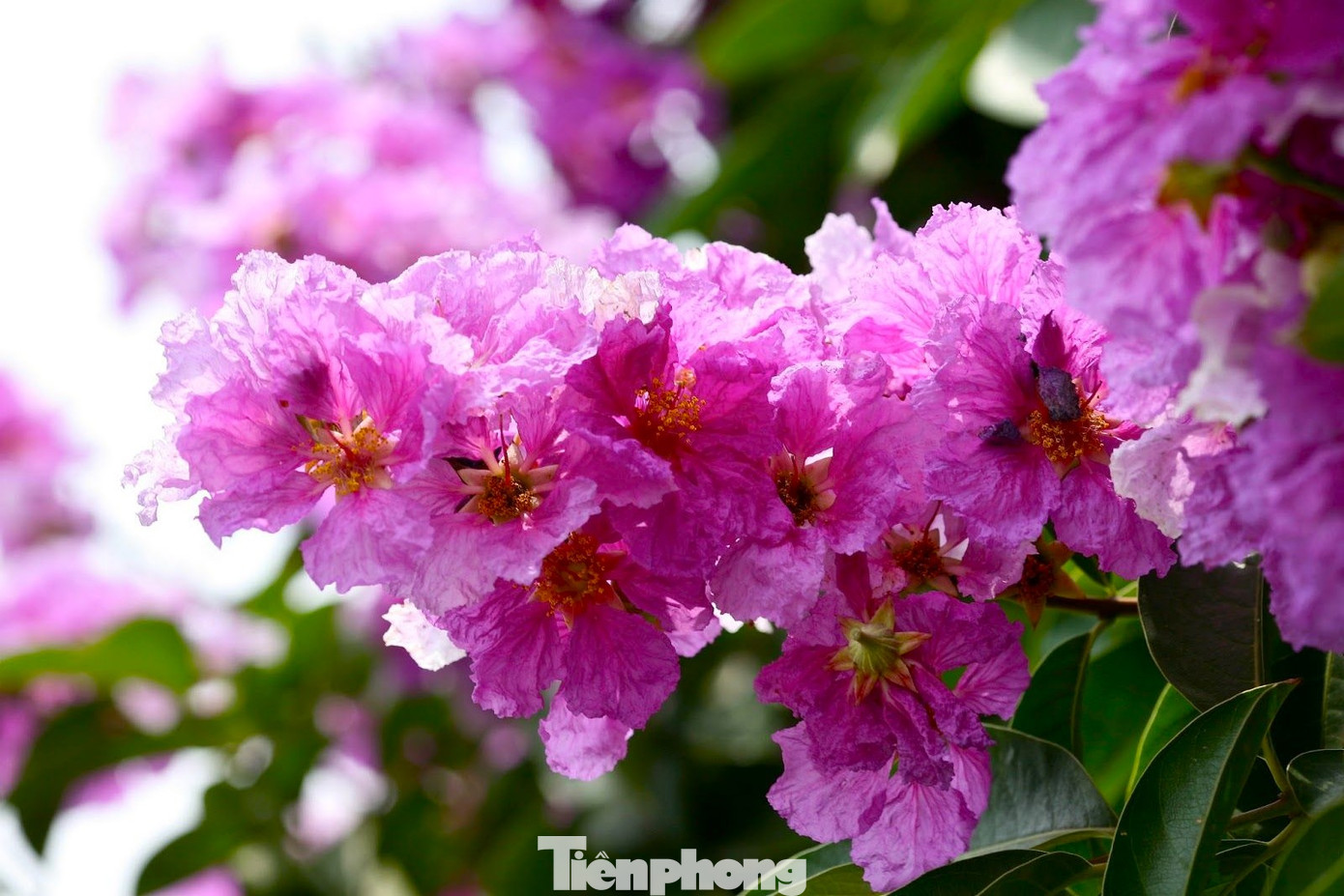 Hoa bằng lăng nở vào tháng 5, tháng 6 hàng năm, thành từng chùm, dài 20 - 30cm.