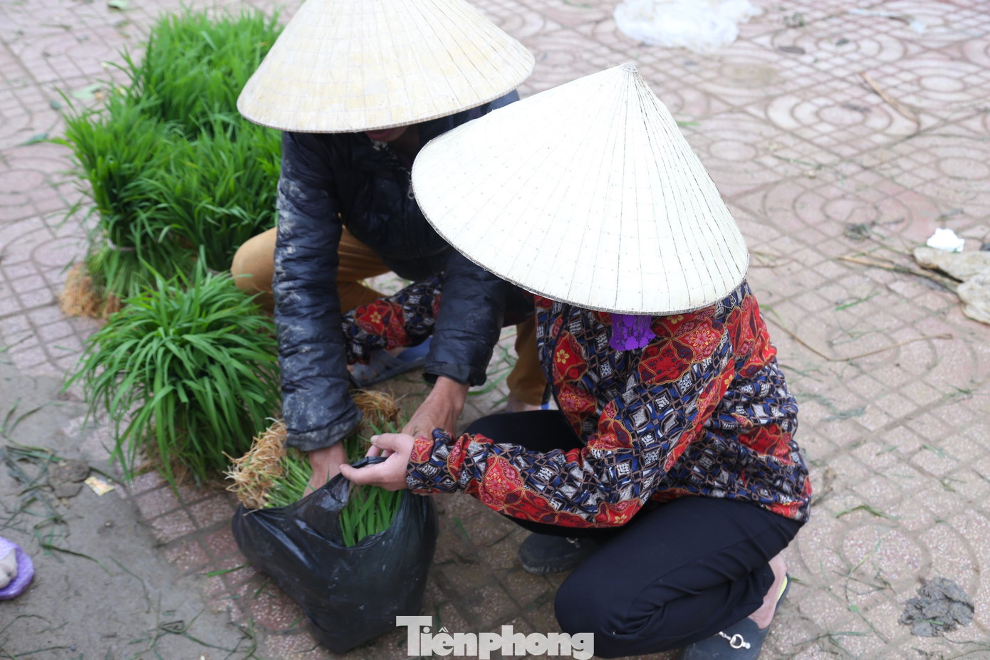 Theo bà Châu, trước đây nhà nào có ruộng lúa dày thường để hàng xóm tự xuống ruộng tỉa lấy mạ, vừa đỡ công đi dặm. Nhưng những năm gần đây, cây mạ có giá, nhiều nhà tự đi tỉa, bó lại rồi mang đi bán.