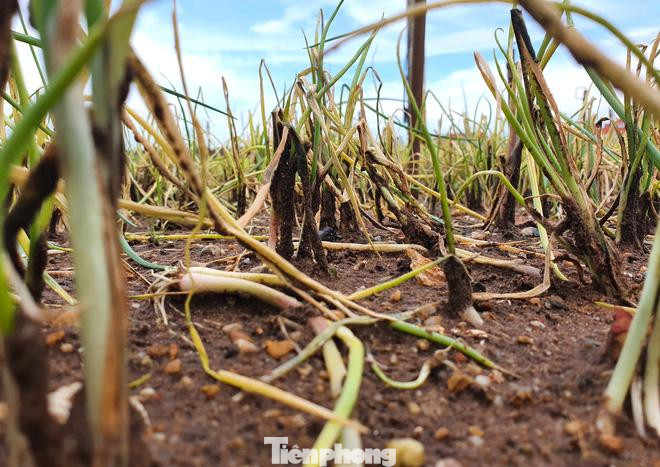 Ruộng hành bị ngập lụt, dập nát, hư hỏng Ruộng hành bị ngập lụt, dập nát, hư hỏng