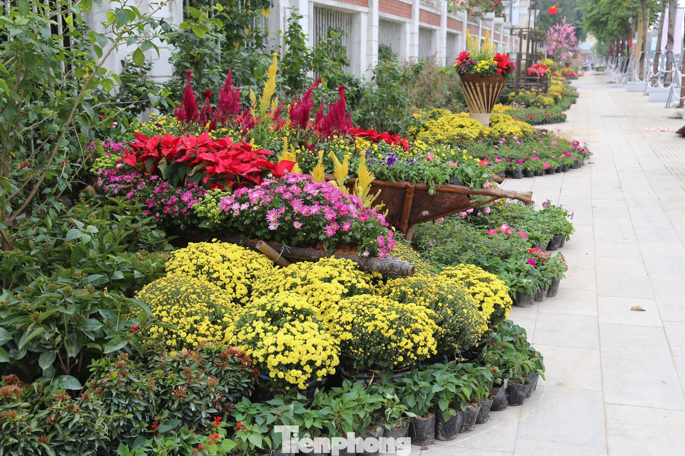 Theo thống kê sơ bộ, có gần 100 loại hoa, cây cảnh được lựa chọn để trang trí trên các tuyến đường TP Vinh trong năm nay.