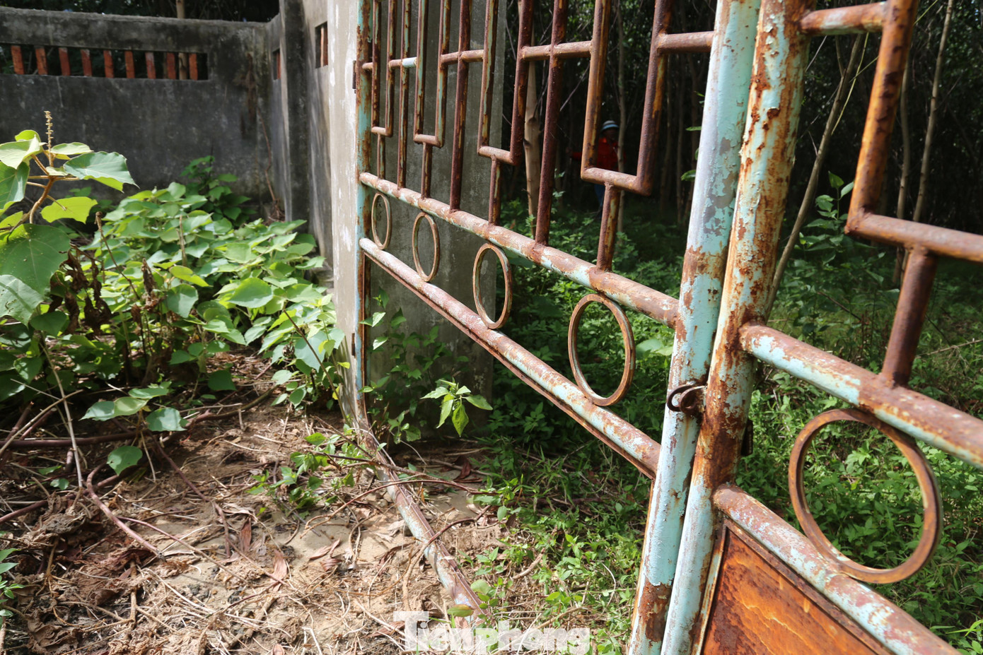 Ông Thái Đắc Hạ (người dân xóm Hương Sơn) vừa phát rừng mở đường, vừa chia sẻ với PV: “Có nước sạch sử dụng, người dân ai cũng mừng. Nhưng cuối năm 2007, chỉ sau một thời gian ngắn đưa vào sử dụng nhà máy nước dừng hoạt động, bỏ hoang từ đó đến nay. Gia đình tôi giờ phải dùng nước giếng khoan để sinh hoạt, ăn uống”.