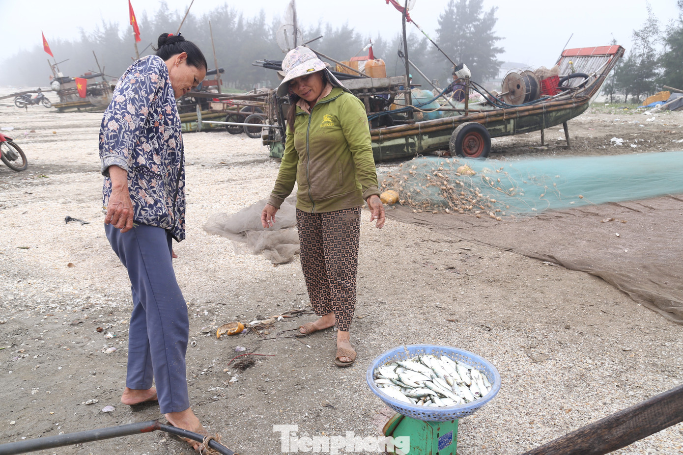 Cá trích được rửa sạch, thương lái thu mua ngay tại bãi biển.