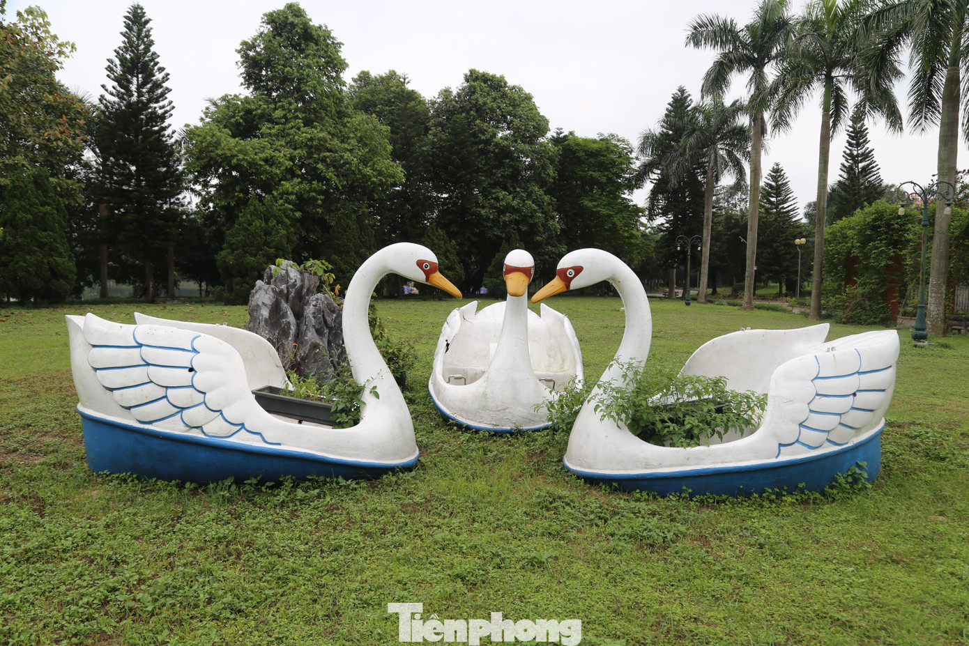 Nhiều chiếc thuyền thiên nga không sử dụng, theo thời gian đã bị nứt, bong tróc, cỏ dại mọc um tùm.