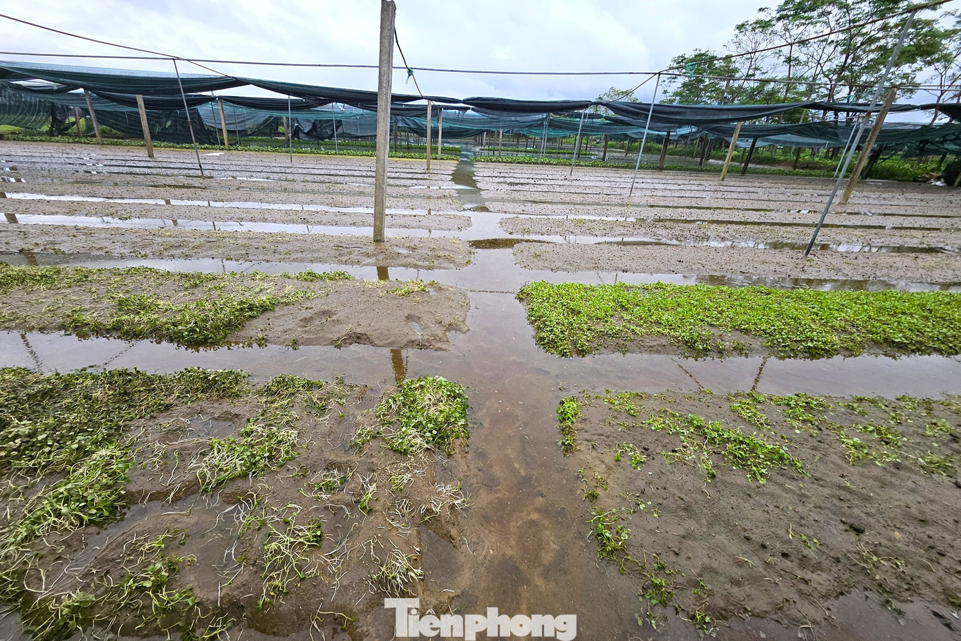 Xã Hưng Đông được xem là vựa rau lớn nhất thành phố Vinh, Nghệ An. Nơi đây cung ứng lượng lớn rau xanh cho người dân thành phố mỗi ngày. Tuy nhiên, mưa lớn trong hai ngày ngày 26 - 27/9 đã làm nhiều diện tích rau màu chìm trong biển nước.