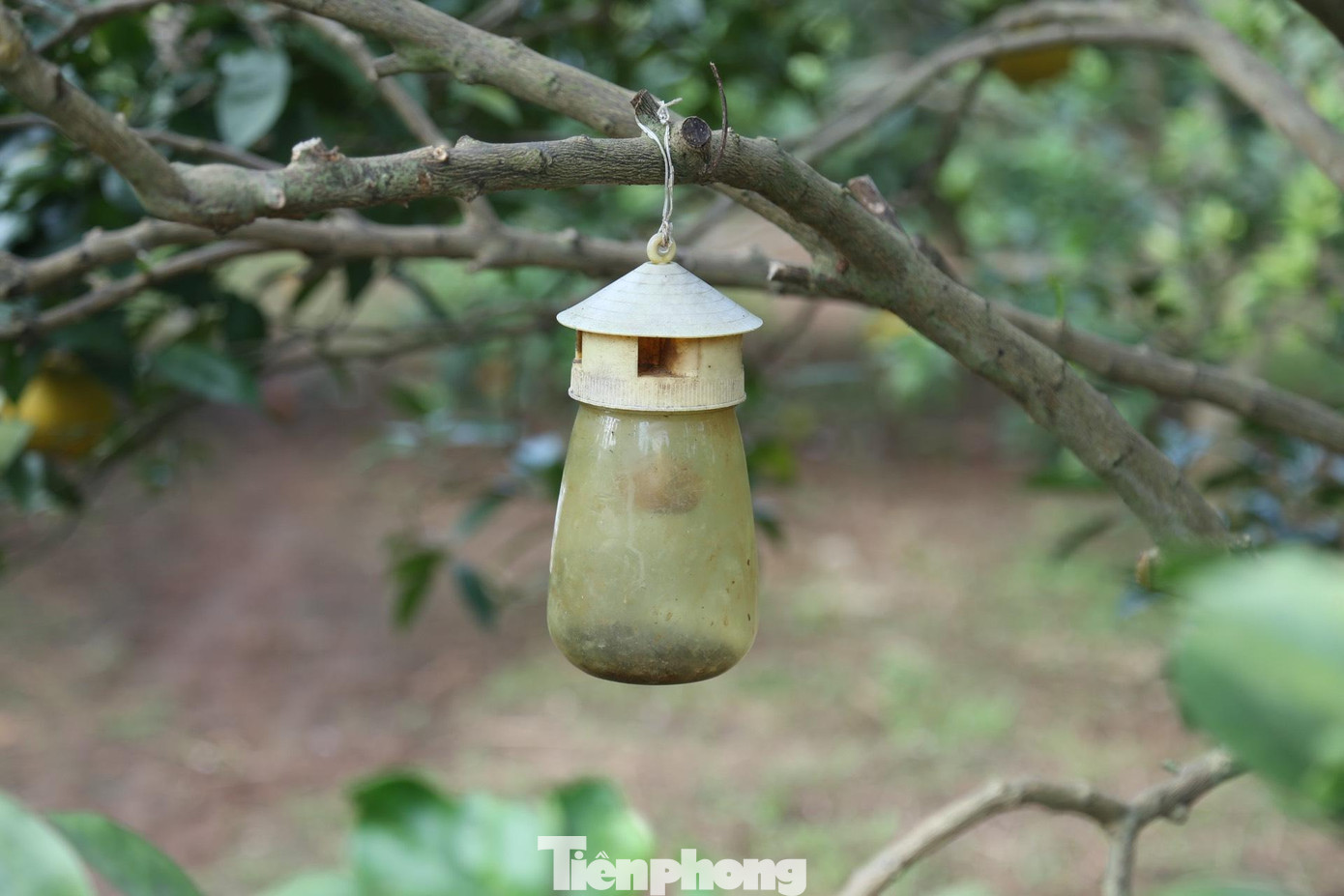 Người dân còn dùng bẫy để bắt côn trùng thay vì dùng thuốc trừ sâu.