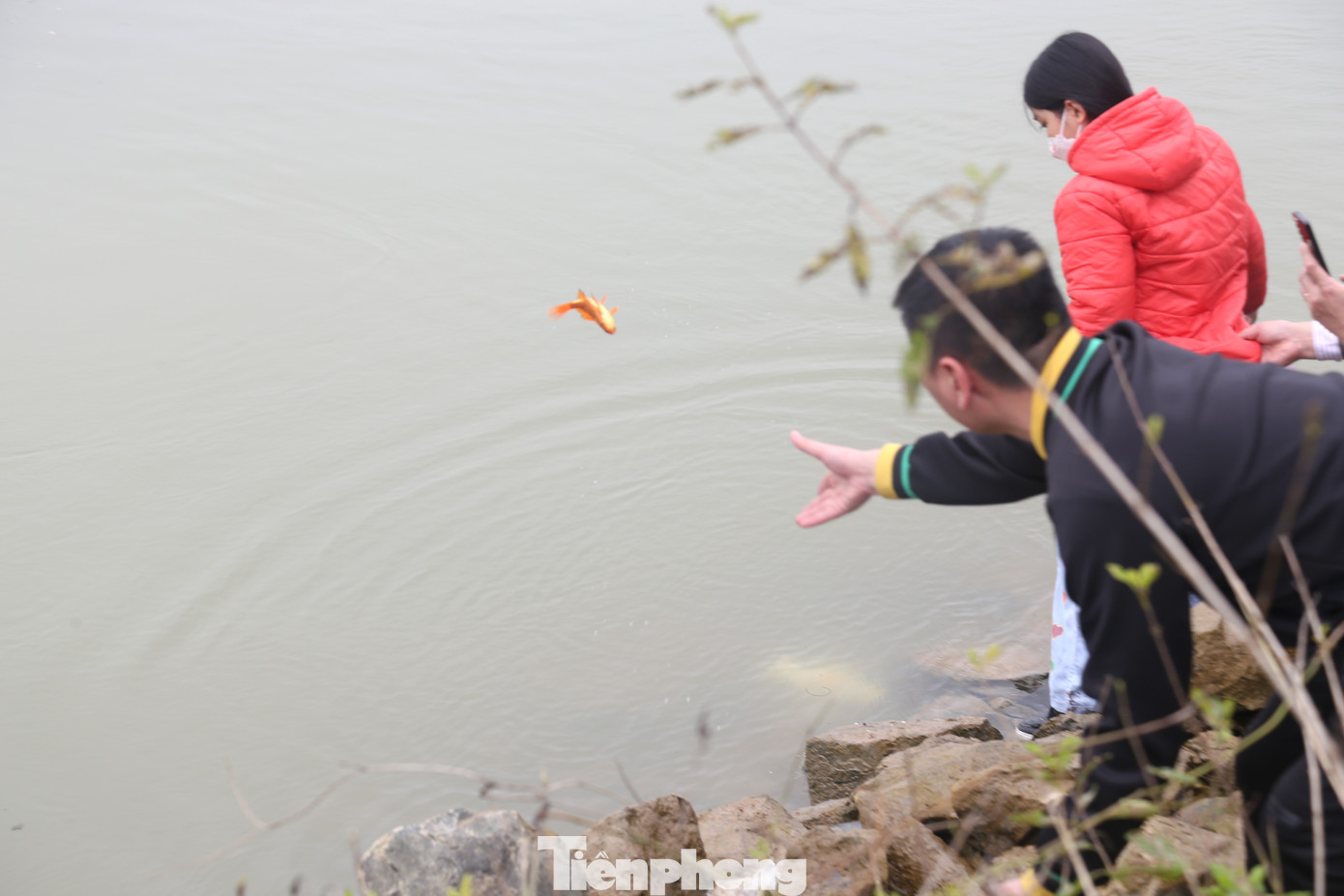 Cá được ném xuống sông.