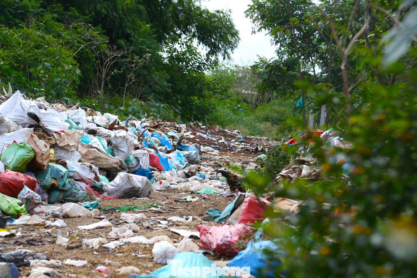 Dọc quốc lộ 46, đoạn qua khu vực giáp ranh giữa phường Nghi Phú và xã Nghi Ân, thành phố Vinh, Nghệ An, tồn tại bãi rác tập kết hàng nghìn đầu trâu, bò và đủ các loại phế phẩm như nội tạng, lông của gia súc sau khi giết mổ. Tất cả đang trong quá trình phân hủy bốc mùi hôi thối nồng nặc.