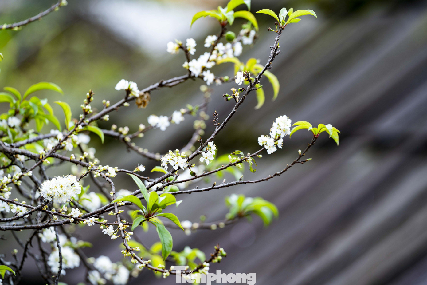 Mường Lống có độ cao 1500m so với mực nước biển thuộc dãy Trường Sơn, gần biên giới với Lào. Nơi đây được ví là “cổng Trời” của xứ Nghệ.