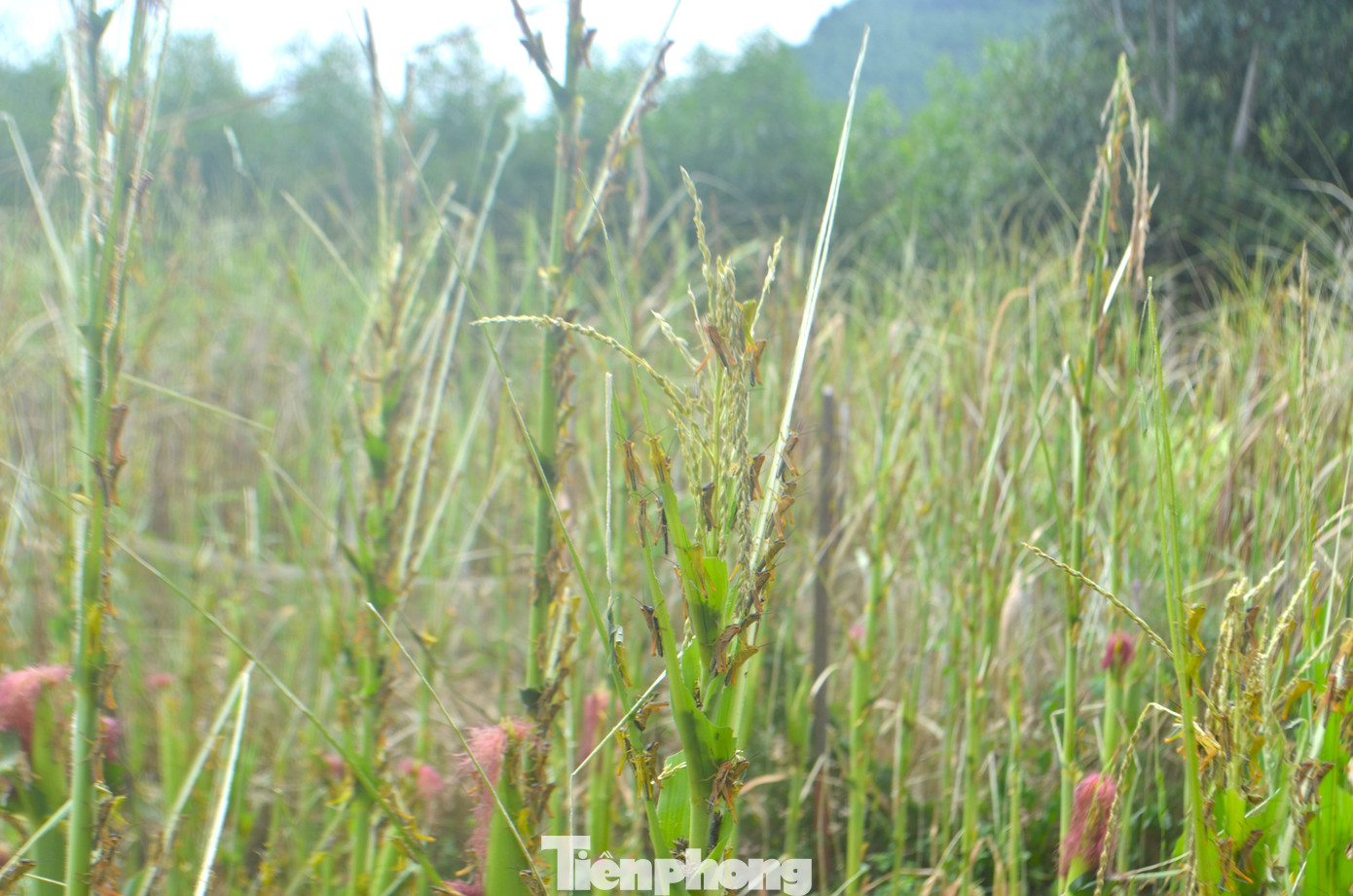 Châu chấu đang hoành hành tại xã Nghĩa Bình, huyện Tân Kỳ tỉnh Nghệ An, tàn phá cây trồng người dân. Châu chấu đang hoành hành tại xã Nghĩa Bình, huyện Tân Kỳ tỉnh Nghệ An, tàn phá cây trồng người dân.