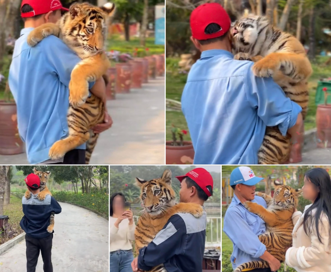 Hình ảnh chú hổ tiếp xúc với người được đăng tải trên mạng xã hội.