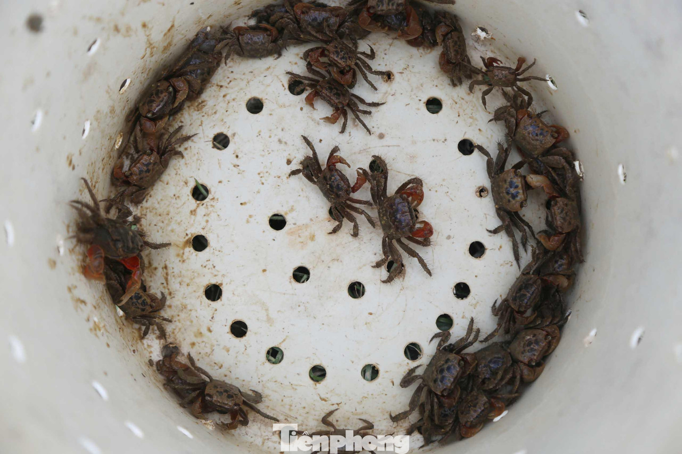 Hiện tại cáy được bán với giá 50.000 đồng/kg. Mỗi buổi đi săn, người dân có thể thu hoạch từ 5-10kg cáy, bỏ túi từ 250.000-500.000 đồng, hôm may mắn thì được tiền triệu. Hiện tại cáy được bán với giá 50.000 đồng/kg. Mỗi buổi đi săn, người dân có thể thu hoạch từ 5-10kg cáy, bỏ túi từ 250.000-500.000 đồng, hôm may mắn thì được tiền triệu.