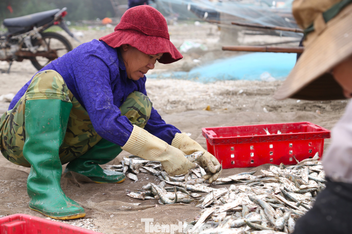 Cá trích sau khi gỡ được cho vào thùng nước để rửa sạch sẽ, thương lái thu mua tại chỗ. Giá bán dao động từ 20.000 - 25.000 đồng/kg. Cá trích sau khi gỡ được cho vào thùng nước để rửa sạch sẽ, thương lái thu mua tại chỗ. Giá bán dao động từ 20.000 - 25.000 đồng/kg.