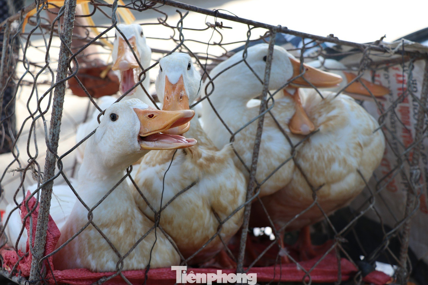 "Vịt tôi bán giá từ 100.000 - 130.000 đồng/con. Ngày Tết Đoan Ngọ, lượng người mua tăng cao. Nếu bán sỉ giá sẽ thấp hơn, chỉ khoảng 80.000 đồng/con", anh Kiên cho hay. "Vịt tôi bán giá từ 100.000 - 130.000 đồng/con. Ngày Tết Đoan Ngọ, lượng người mua tăng cao. Nếu bán sỉ giá sẽ thấp hơn, chỉ khoảng 80.000 đồng/con", anh Kiên cho hay.