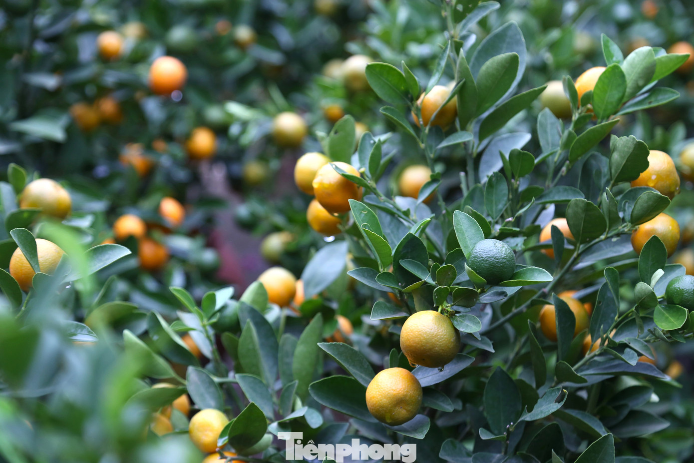 Ngoài bưởi cảnh, những chậu quất mini cũng được bày bán tại nhiều điểm bán hoa, cây cảnh ở thành phố Vinh.