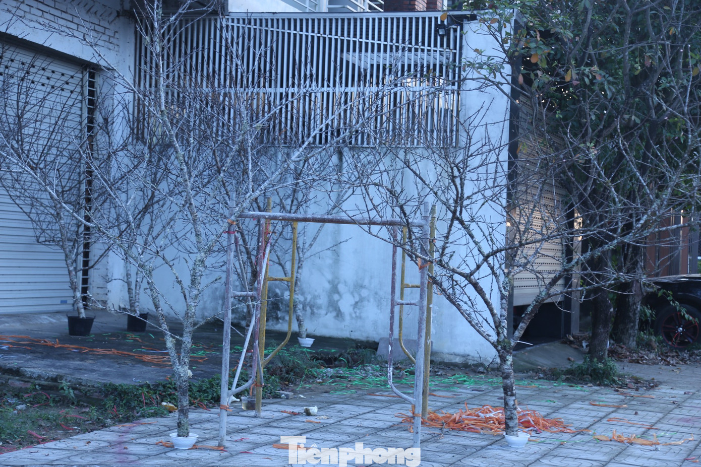 Anh Phạm Ngọc Tuần (SN 1990), chủ điểm bán đào đá trên đường 72m cho biết, năm nay anh nhập về 100 cành đào đá bán Tết. Những cành đào đá này được anh ‘săn’ từ Lào hoặc tại các bản người Mông ở huyện Kỳ Sơn. Để có hàng về bán tết, trước đó từ cả tháng, anh đã đi tận nơi để đặt cọc hàng, gần tết sẽ lên cắt vượt hàng trăm cây số đưa về xuống phố.