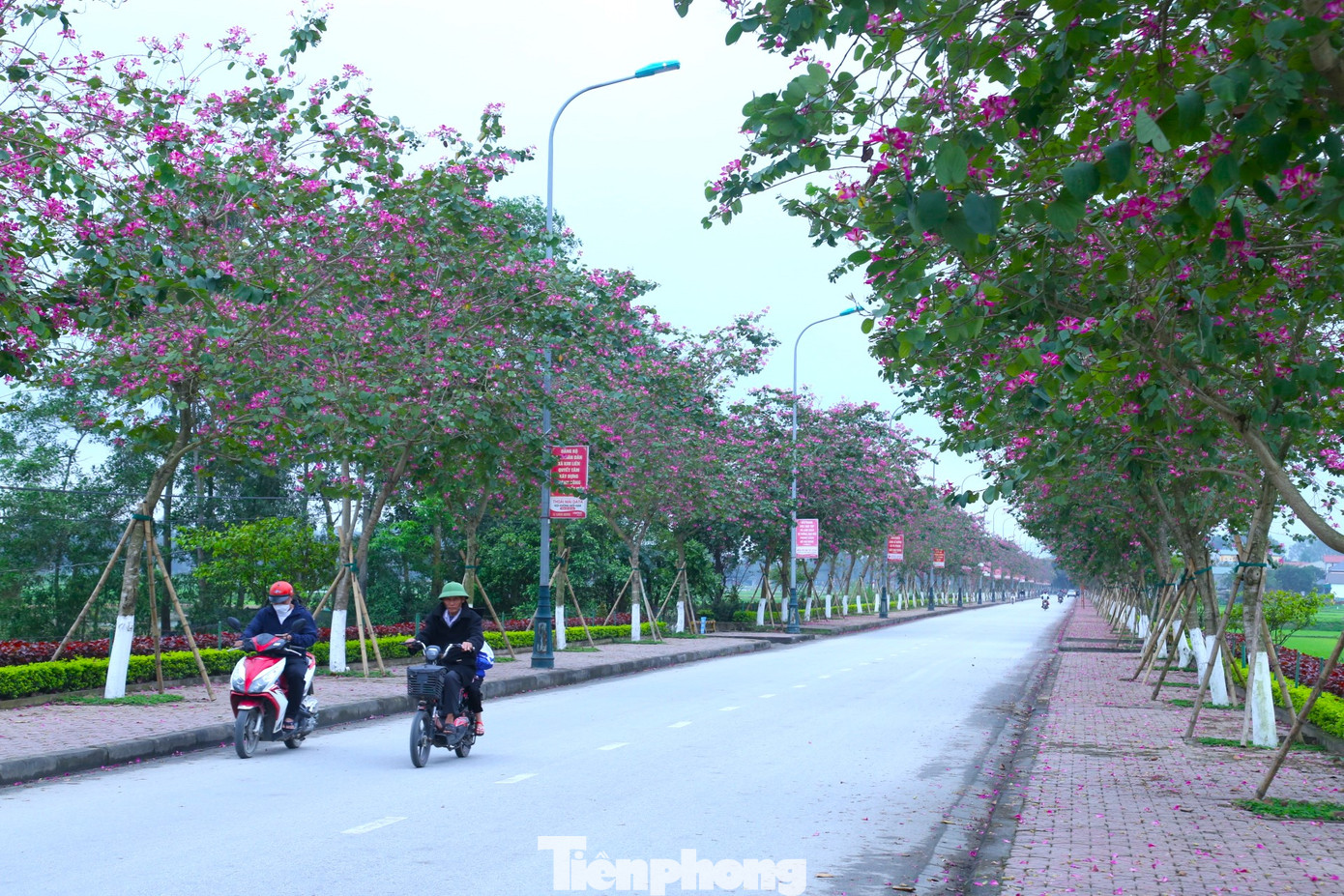 Con đường Xô Viết dài hơn 1km đi vào Khu di tích đặc biệt Quốc gia Kim Liên (huyện Nam Đàn) mùa này, hoa ban bung nở tím rực cả bầu trời như một bức tranh tuyệt đẹp.