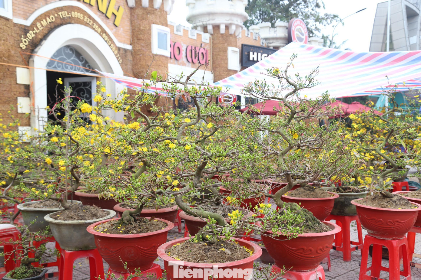 Để đánh giá một cây mai đẹp chủ yếu là dáng cây mai có nhiều tán đặc biệt có nhiều hoa và đủ hoa, lộc, nụ...